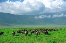 Ngorongoro Crater Day Trip