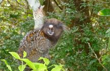 Guided Tour in Tijuca Forest with transfer