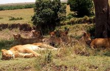 Nairobi National Park Half-Day Tour; Free Wi-Fi connection