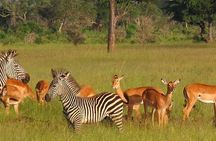 6 Days Mid-Range Tanzania Safari