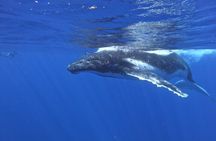 Whale watching in Moorea