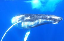 Whale watching in Moorea