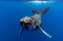 Whale watching in Moorea
