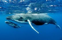 Whale watching in Moorea