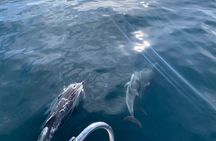 Sailing Adventure: Sailing, Dolphins and Relaxation with Drinks