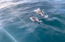 Sailing Adventure: Sailing, Dolphins and Relaxation with Drinks