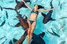 Exuma Island Hopping & Swimming Pigs Tour with Lunch from Nassau