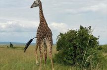 Nairobi national park and Giraffe center