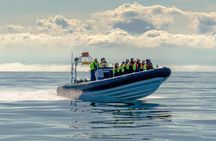 Speedboat Whale Watching Small-Group Tour in Reykjavik