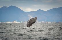 Speedboat Whale Watching Small-Group Tour in Reykjavik