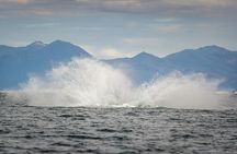 Speedboat Whale Watching Small-Group Tour in Reykjavik