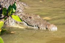 Full-Day Rio Lagartos and Las Coloradas Tour with Lunch