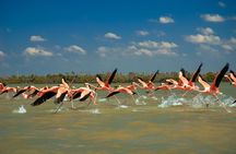 Full-Day Rio Lagartos and Las Coloradas Tour with Lunch