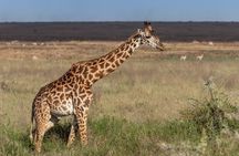 4 Days Tanzania Budget Safari