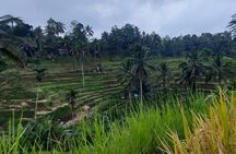Trekking and Tegallalang Rice Terace Field Including Cascade Waterfall Tour