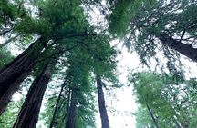 Muir Woods, Sausalito and Golden Gate Bridge