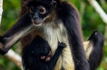3-days Tour in the Mayan World: Tikal, Yaxha, & Island Adventures