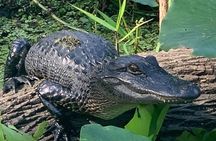 Airboat Adventure in Saint Augustine with a Guide