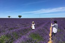 5-Hours Lavender Fields Tour in Valensole from Aix-en-Provence