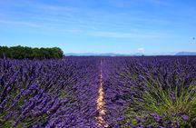 5-Hours Lavender Fields Tour in Valensole from Aix-en-Provence