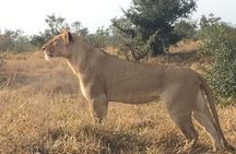 2 Day Pilanesberg Safari in 3 Star Lodge