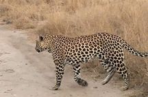 2 Day Pilanesberg Safari in 3 Star Lodge