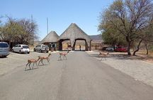 Pilanesberg Safari Open vehicle game Full Day 