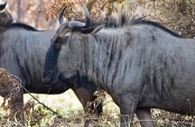 Pilanesberg Safari Open vehicle game Full Day 
