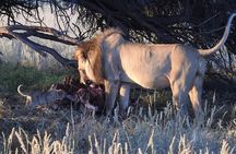2 Day Kruger National Park Safari