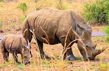 Pilanesberg Safari Open vehicle game Full Day