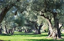 Van Gogh's Provence & Roman Sites - Small-Group Day Trip
