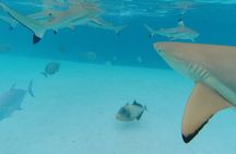 Moorea Solo or Twin Island Tour Jet Ski 4 hours