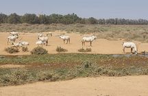 Private Tour of Desert Castles Eastern Jordan with optional Azraq Wetland Visit