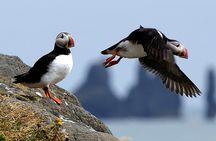 1 Hour Puffins and Reykjavík Bay Sailing
