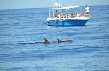 Alghero - Dolphin Watching and Guided Snorkeling (summer tour)