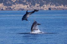 Alghero - Dolphin Watching and Guided Snorkeling (summer tour)