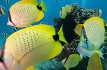 Turtle Canyon Waikiki Snorkel Adventure