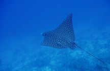 Scuba Diving for Beginners in Acapulco