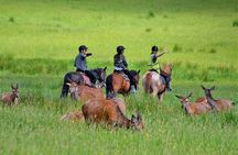 Killarney National Park Horseback Ride. Co Kerry. Guided. 3 hours.