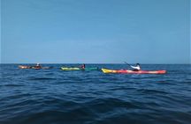 Punta Arena Excursion Kayak