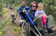 Summer Dog Sledding Adventure in Willow, Alaska