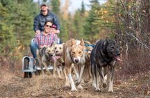 Summer Dog Sledding Adventure in Willow, Alaska
