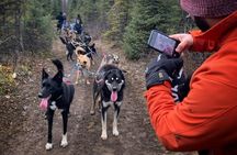 Summer Dog Sledding Adventure in Willow, Alaska