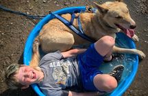 Summer Dog Sledding Adventure in Willow, Alaska