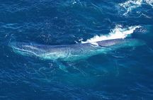 Kaikoura Whales