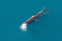 Kaikoura Whales