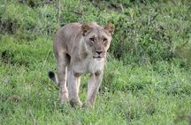 Hluhluwe Game Drive - Half day
