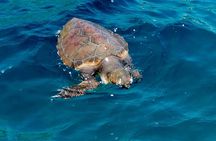 Private Tour Syracuse,Ortigia and Sea Caves