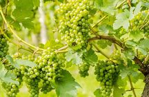 Wine Tasting on Mount Vesuvius