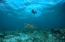 Cancun Snorkeling Tour: Swim with Turtles, Reef, Underwater Museum and Shipwreck